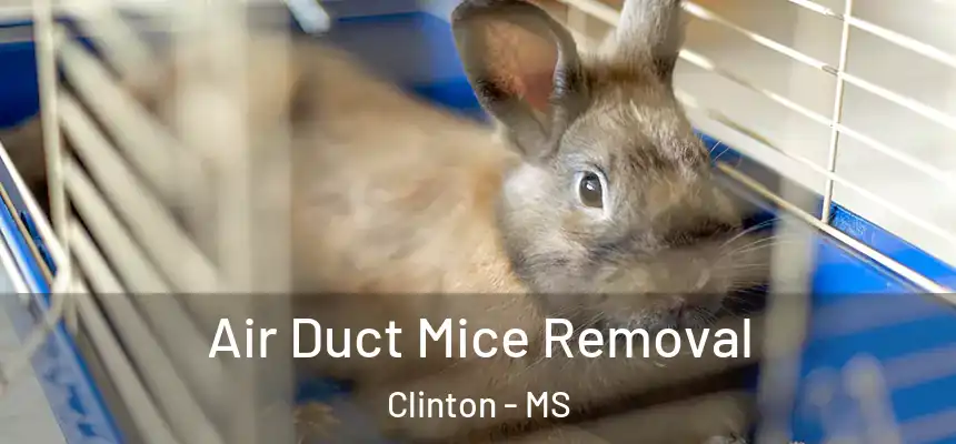 Air Duct Mice Removal Clinton - MS